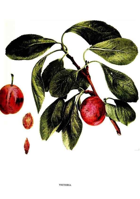 Reproducción/Reproduction 29820956890: The plums of New York .... Albany,J.B. Lyon Company, state printers,1911.