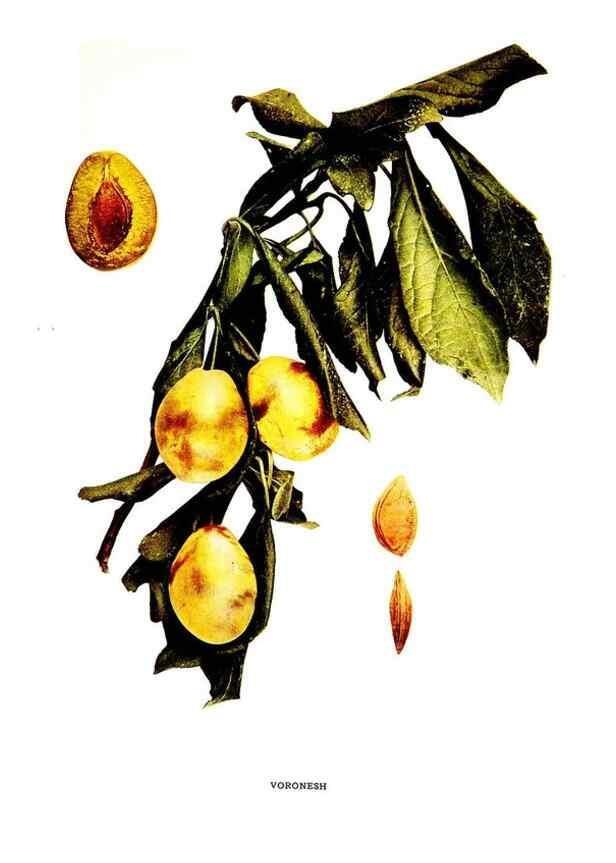 Reproducción/Reproduction 30115858915: The plums of New York .... Albany,J.B. Lyon Company, state printers,1911.