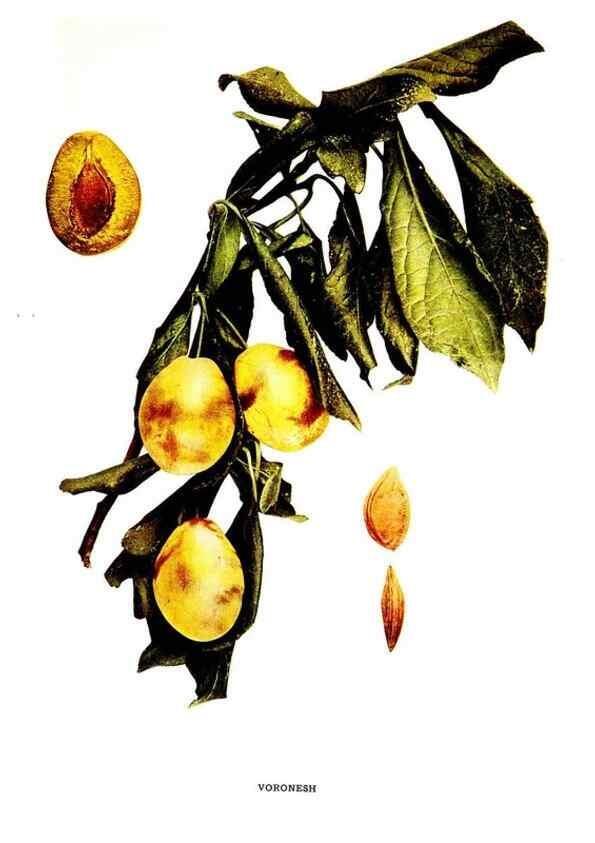 Reproducción/Reproduction 30115858915: The plums of New York .... Albany,J.B. Lyon Company, state printers,1911.