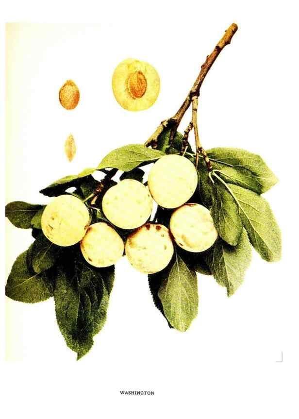 Reproducción/Reproduction 30115859875: The plums of New York .... Albany,J.B. Lyon Company, state printers,1911.