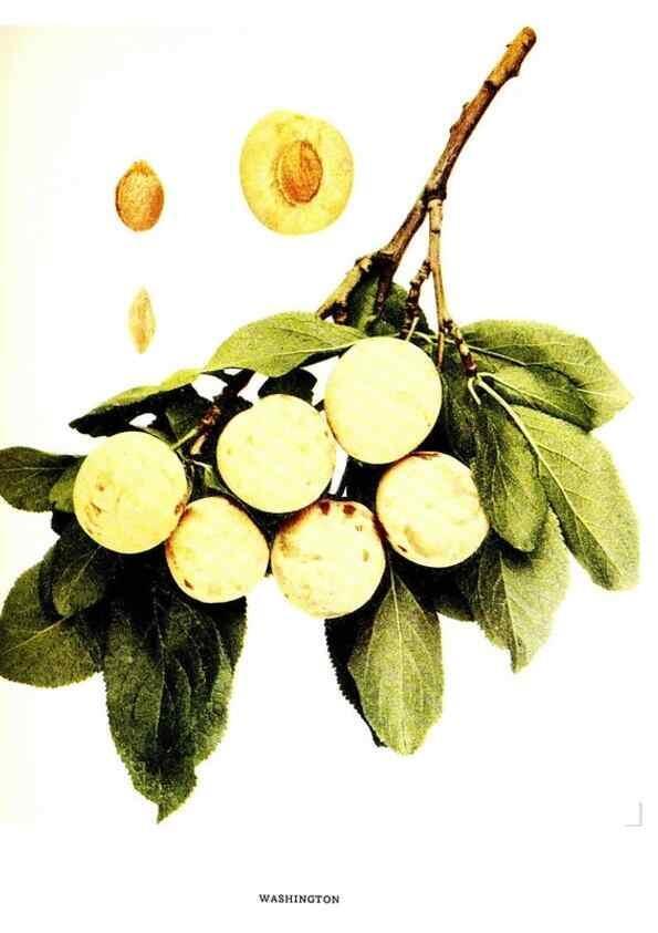 Reproducción/Reproduction 30115859875: The plums of New York .... Albany,J.B. Lyon Company, state printers,1911.
