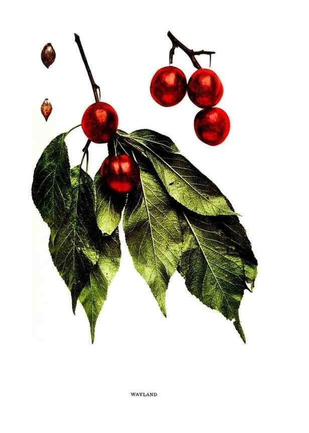Reproducción/Reproduction 29487725604: The plums of New York .... Albany,J.B. Lyon Company, state printers,1911.