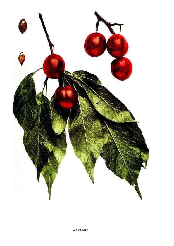 Reproducción/Reproduction 29487725604: The plums of New York .... Albany,J.B. Lyon Company, state printers,1911.