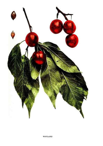 Reproducción/Reproduction 29487725604: The plums of New York .... Albany,J.B. Lyon Company, state printers,1911.