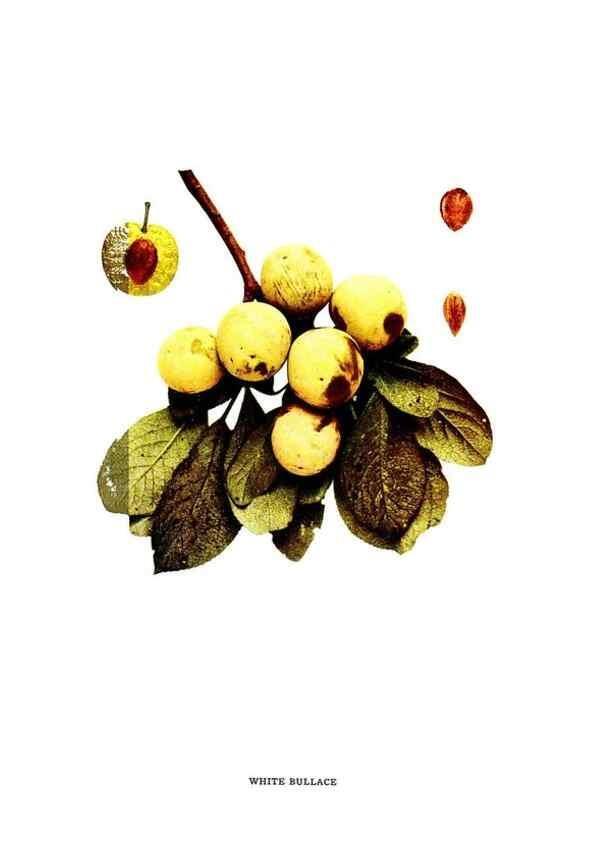 Reproducción/Reproduction 29487727134: The plums of New York .... Albany,J.B. Lyon Company, state printers,1911.