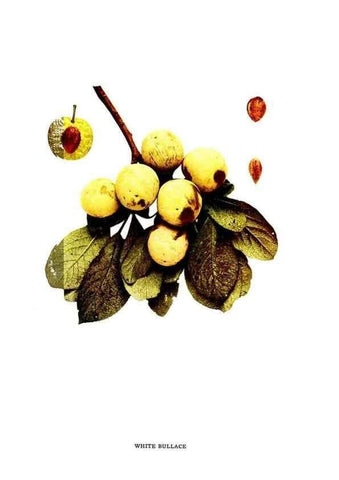 Reproducción/Reproduction 29487727134: The plums of New York .... Albany,J.B. Lyon Company, state printers,1911.
