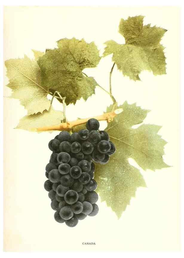 Reproducción/Reproduction 29503687554: The grapes of New York,. Albany,Lyon,1908.