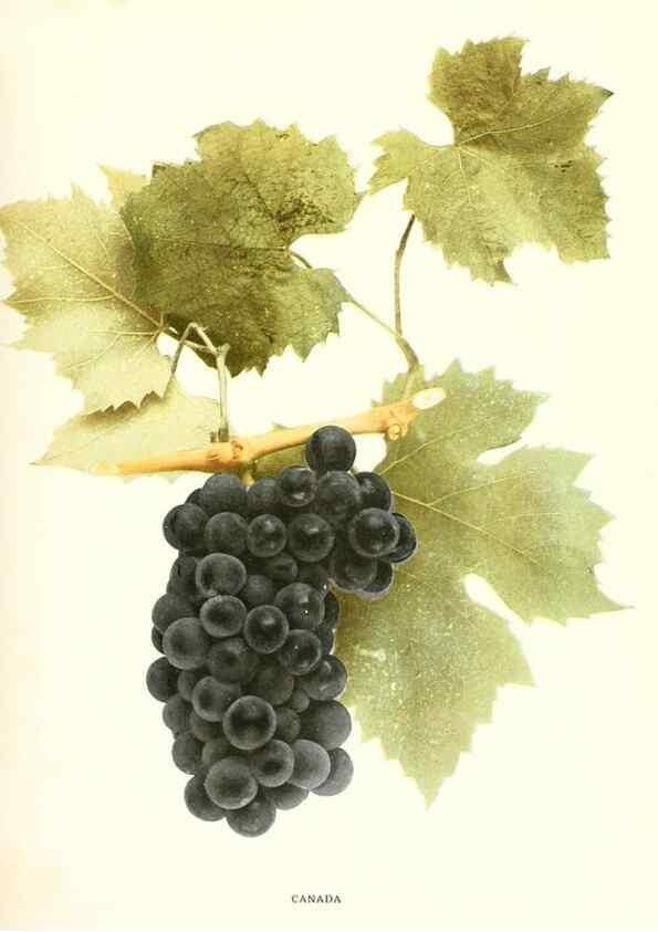 Reproducción/Reproduction 29503687554: The grapes of New York,. Albany,Lyon,1908.