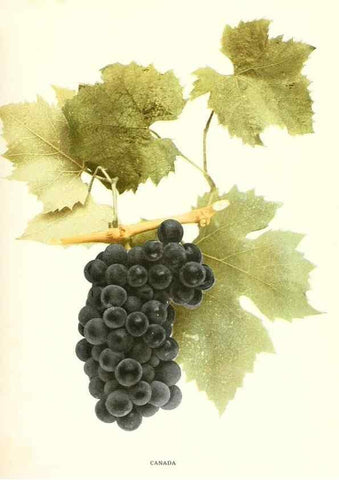 Reproducción/Reproduction 29503687554: The grapes of New York,. Albany,Lyon,1908.