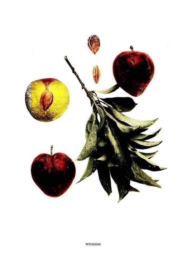 Reproducción/Reproduction 30031963081: The plums of New York .... Albany,J.B. Lyon Company, state printers,1911.