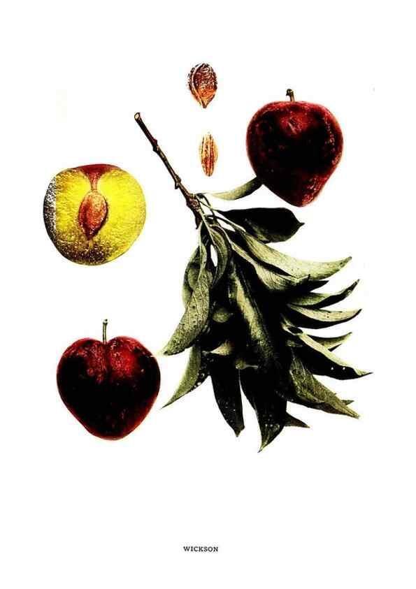 Reproducción/Reproduction 30031963081: The plums of New York .... Albany,J.B. Lyon Company, state printers,1911.