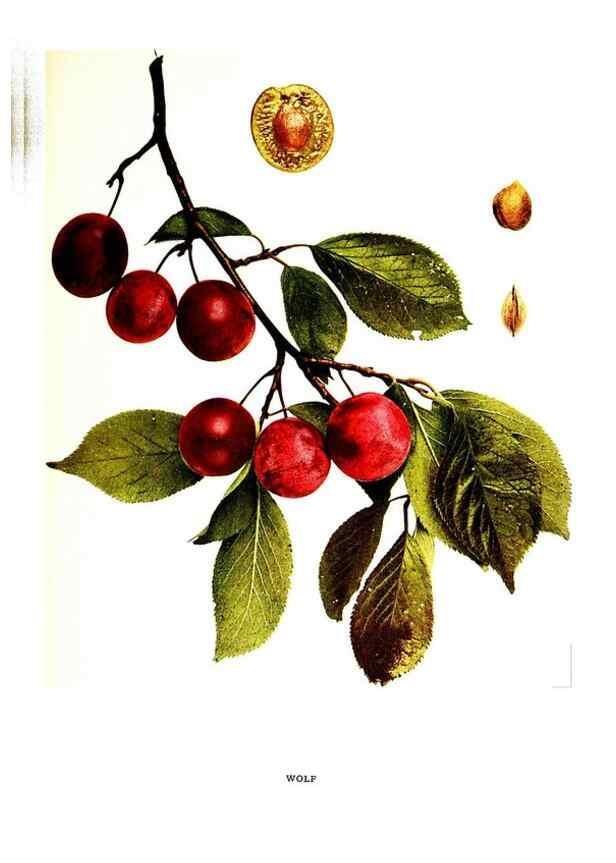 Reproducción/Reproduction 30031967911: The plums of New York .... Albany,J.B. Lyon Company, state printers,1911.