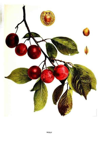 Reproducción/Reproduction 30031967911: The plums of New York .... Albany,J.B. Lyon Company, state printers,1911.