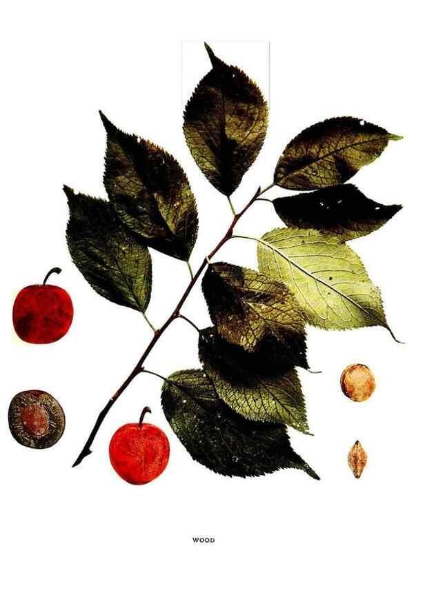 Reproducción/Reproduction 30031970831: The plums of New York .... Albany,J.B. Lyon Company, state printers,1911.
