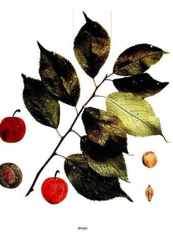 Reproducción/Reproduction 30031970831: The plums of New York .... Albany,J.B. Lyon Company, state printers,1911.