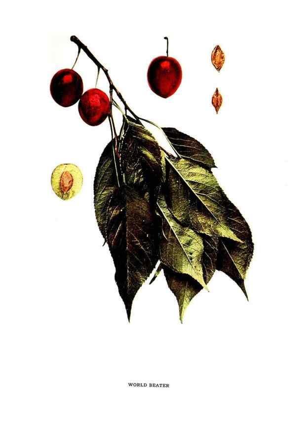 Reproducción/Reproduction 29487736304: The plums of New York .... Albany,J.B. Lyon Company, state printers,1911.
