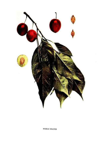 Reproducción/Reproduction 29487736304: The plums of New York .... Albany,J.B. Lyon Company, state printers,1911.