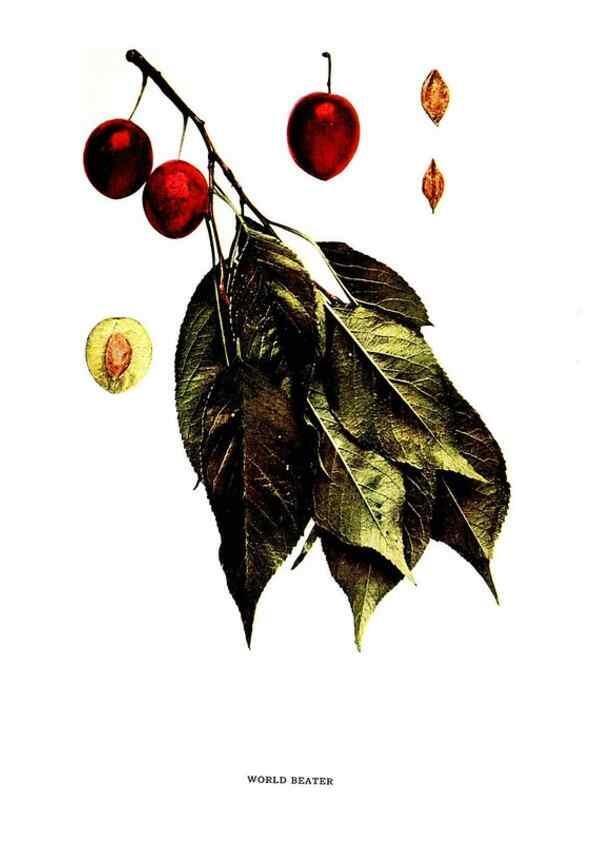 Reproducción/Reproduction 29487736304: The plums of New York .... Albany,J.B. Lyon Company, state printers,1911.