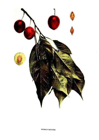 Reproducción/Reproduction 29487736304: The plums of New York .... Albany,J.B. Lyon Company, state printers,1911.