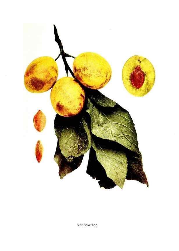 Reproducción/Reproduction 29487739594: The plums of New York .... Albany,J.B. Lyon Company, state printers,1911.