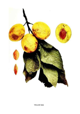 Reproducción/Reproduction 29487739594: The plums of New York .... Albany,J.B. Lyon Company, state printers,1911.