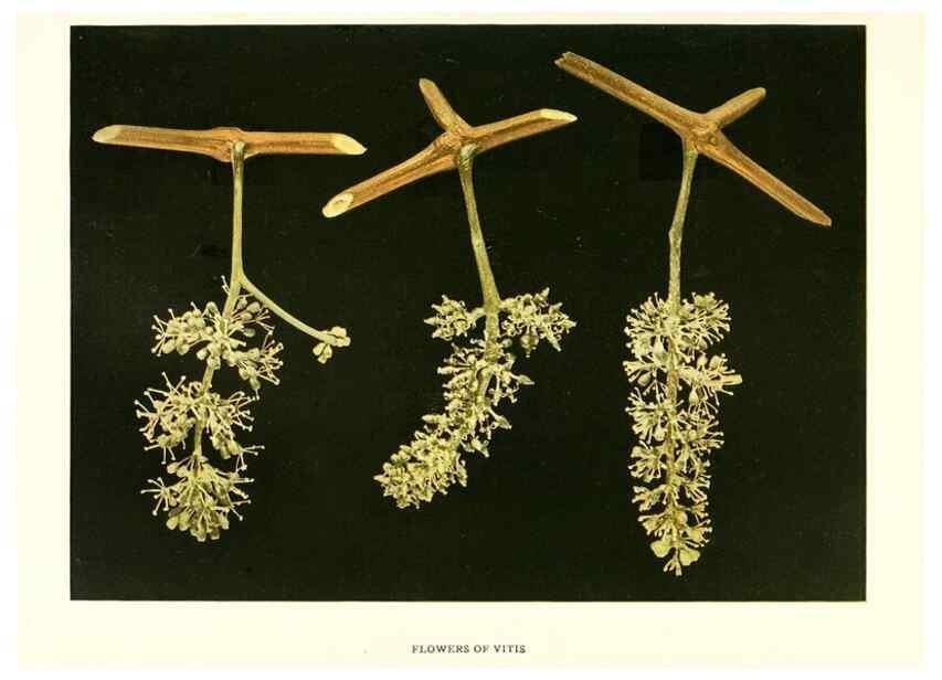 Reproducción/Reproduction 29836604740: The grapes of New York,. Albany,Lyon,1908.