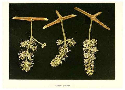 Reproducción/Reproduction 29836604740: The grapes of New York,. Albany,Lyon,1908.