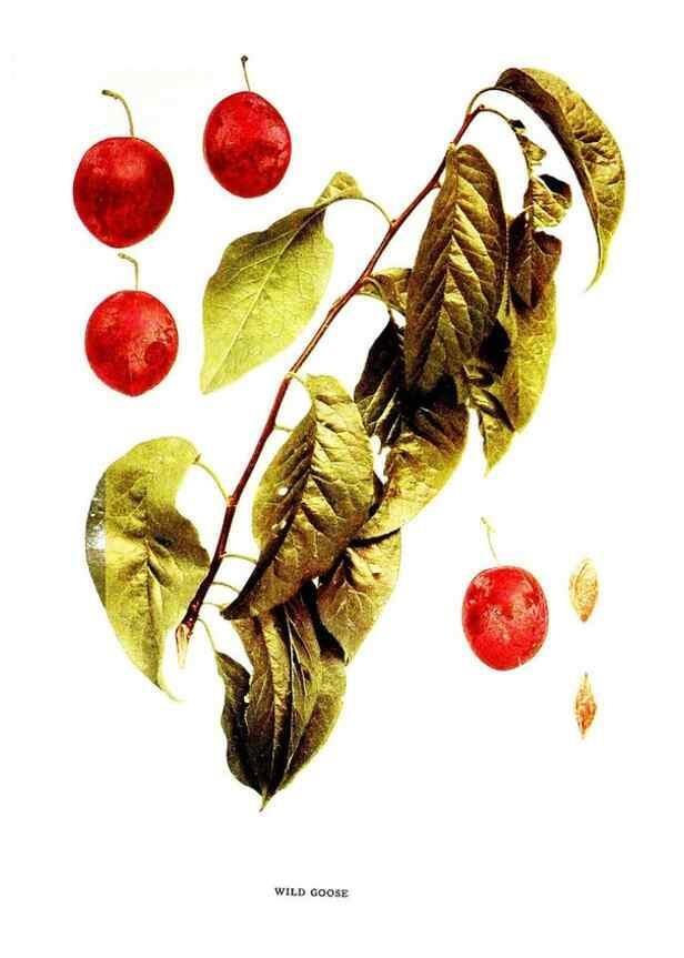 Reproducción/Reproduction 30031965511: The plums of New York .... Albany,J.B. Lyon Company, state printers,1911.