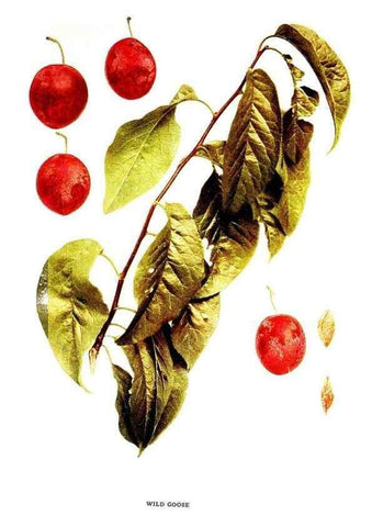 Reproducción/Reproduction 30031965511: The plums of New York .... Albany,J.B. Lyon Company, state printers,1911.