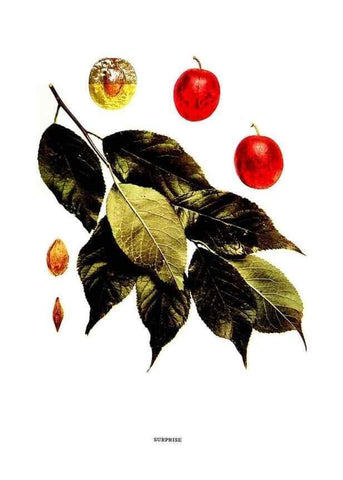 Reproducción/Reproduction 30115847435: The plums of New York .... Albany,J.B. Lyon Company, state printers,1911.