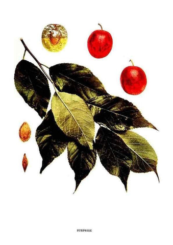 Reproducción/Reproduction 30115847435: The plums of New York .... Albany,J.B. Lyon Company, state printers,1911.