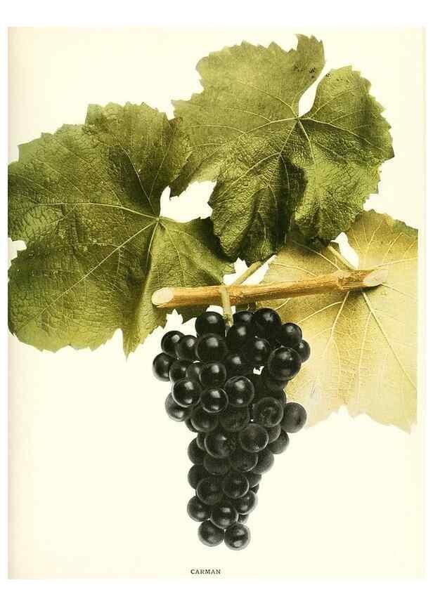 Reproducción/Reproduction 29503691494: The grapes of New York,. Albany,Lyon,1908.