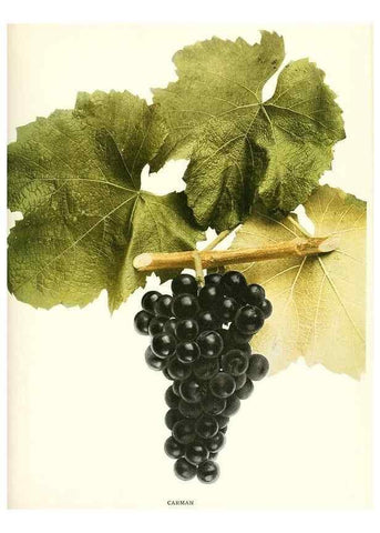 Reproducción/Reproduction 29503691494: The grapes of New York,. Albany,Lyon,1908.
