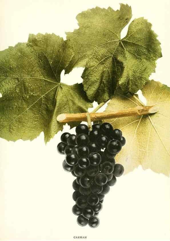 Reproducción/Reproduction 29503691494: The grapes of New York,. Albany,Lyon,1908.