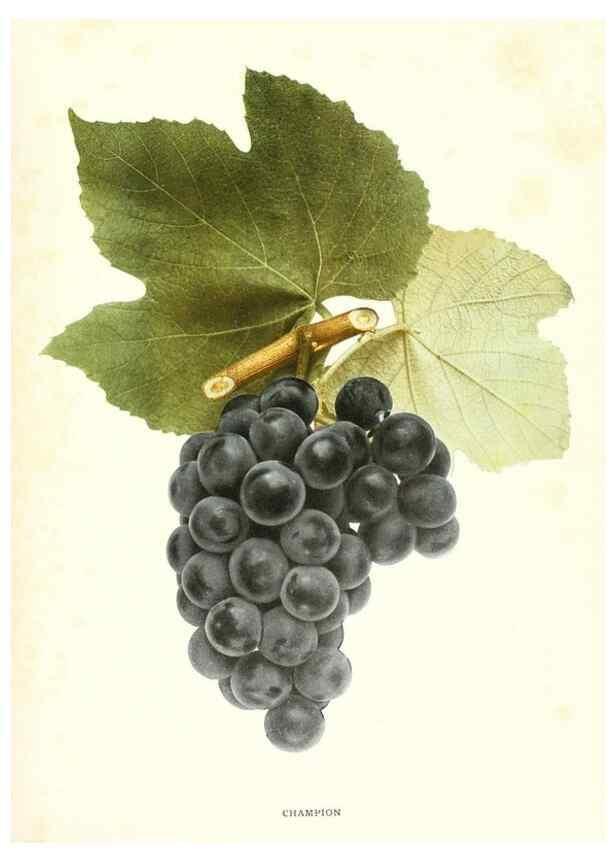 Reproducción/Reproduction 30047799371: The grapes of New York,. Albany,Lyon,1908.
