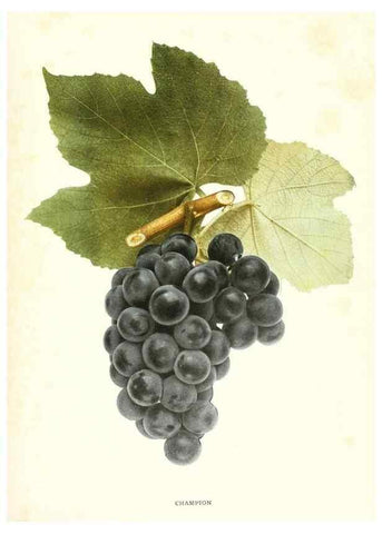 Reproducción/Reproduction 30047799371: The grapes of New York,. Albany,Lyon,1908.