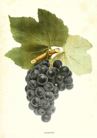 Reproducción/Reproduction 30047799371: The grapes of New York,. Albany,Lyon,1908.