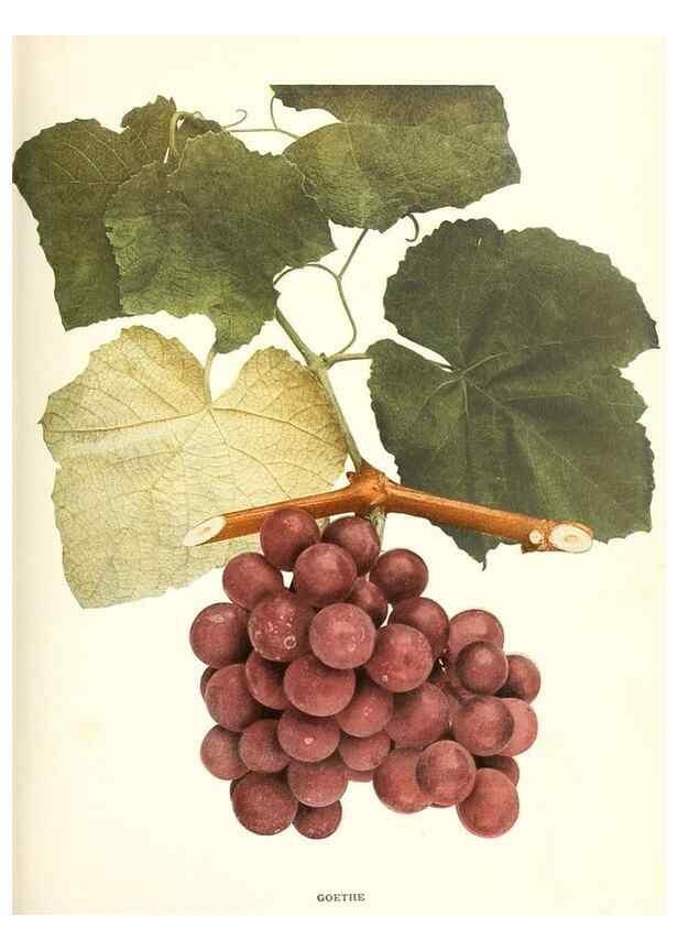 Reproducción/Reproduction 29503299143: The grapes of New York,. Albany,Lyon,1908.