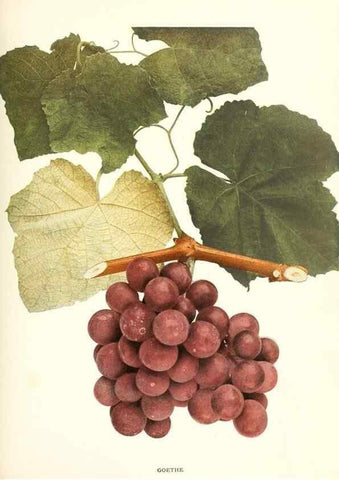 Reproducción/Reproduction 29503299143: The grapes of New York,. Albany,Lyon,1908.