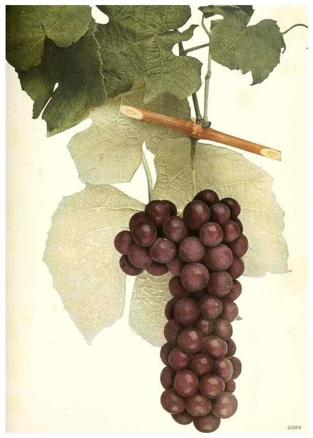Reproducción/Reproduction 30047842941: The grapes of New York,. Albany,Lyon,1908.