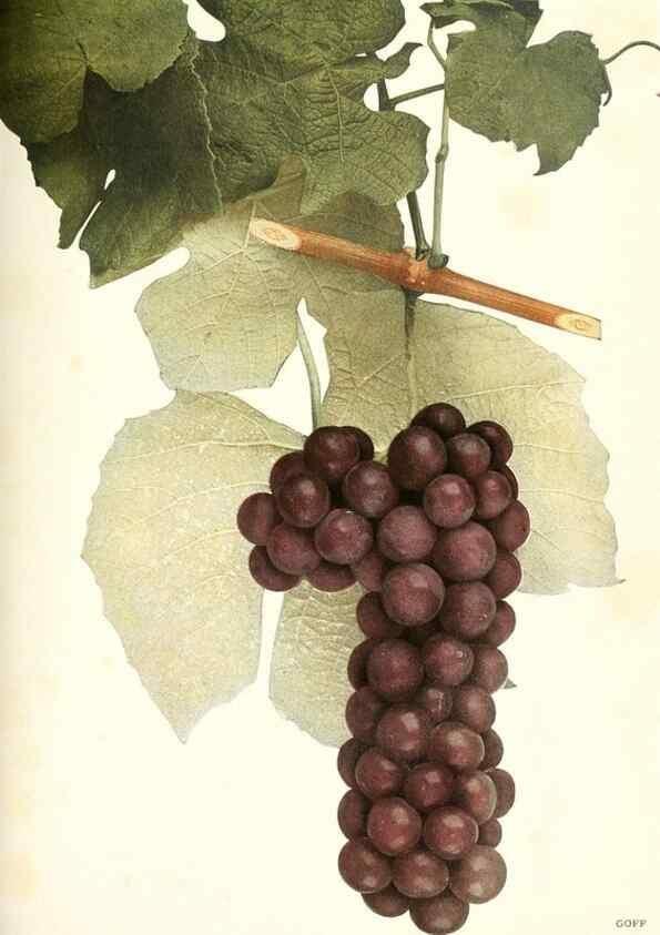 Reproducción/Reproduction 30047842941: The grapes of New York,. Albany,Lyon,1908.