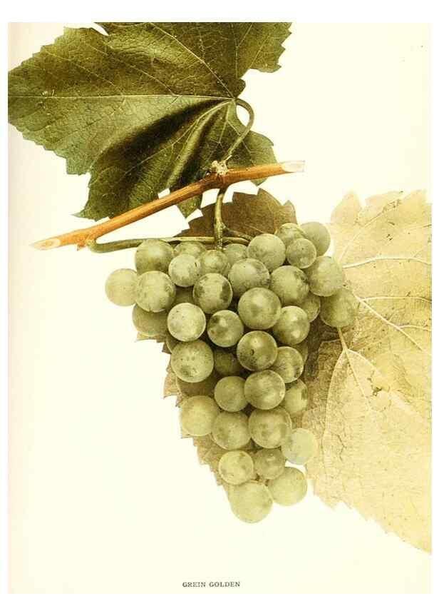Reproducción/Reproduction 30047844801: The grapes of New York,. Albany,Lyon,1908.