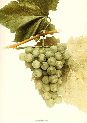 Reproducción/Reproduction 30047844801: The grapes of New York,. Albany,Lyon,1908.