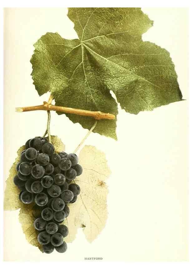 Reproducción/Reproduction 30097066486: The grapes of New York,. Albany,Lyon,1908.