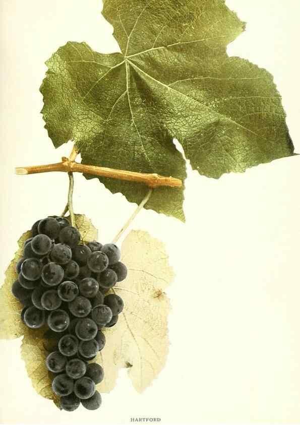 Reproducción/Reproduction 30097066486: The grapes of New York,. Albany,Lyon,1908.