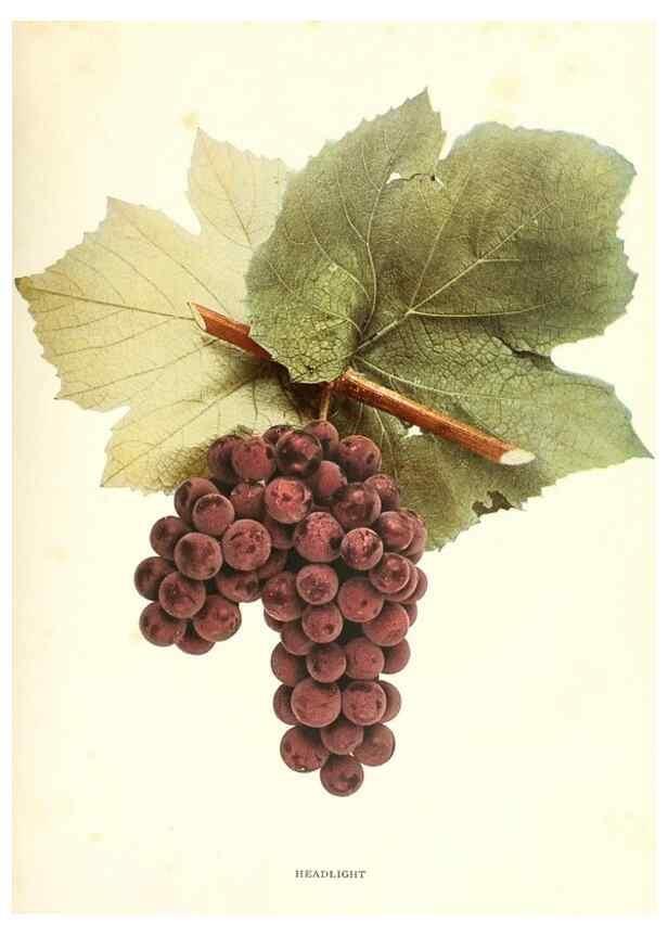Reproducción/Reproduction 29503305083: The grapes of New York,. Albany,Lyon,1908.