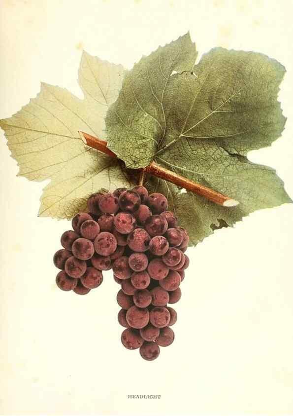 Reproducción/Reproduction 29503305083: The grapes of New York,. Albany,Lyon,1908.