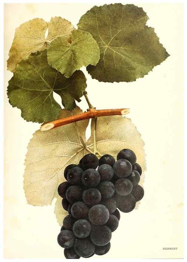 Reproducción/Reproduction 29836693000: The grapes of New York,. Albany,Lyon,1908.