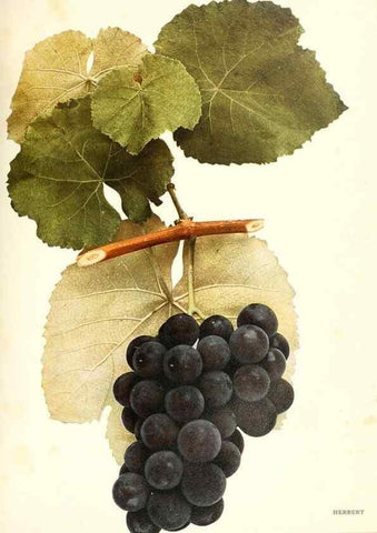 Reproducción/Reproduction 29836693000: The grapes of New York,. Albany,Lyon,1908.