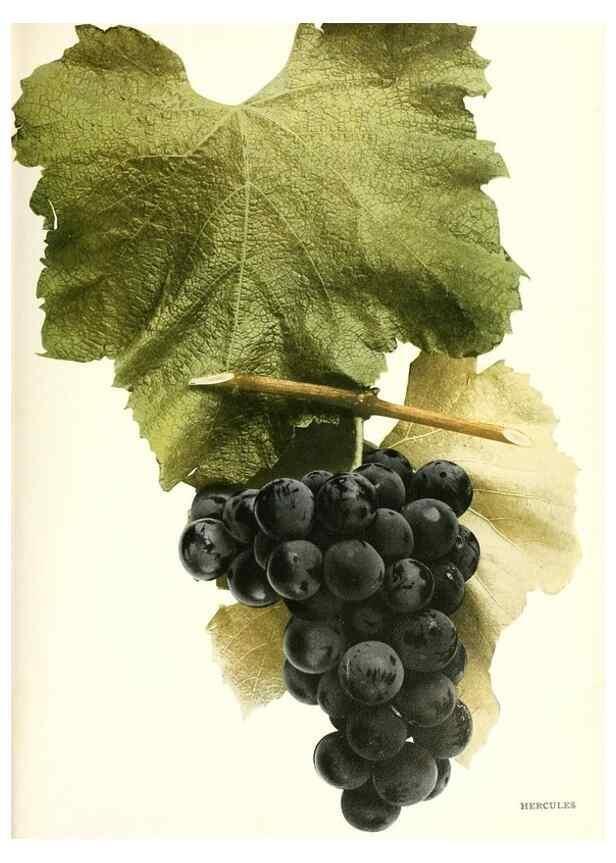 Reproducción/Reproduction 30017620912: The grapes of New York,. Albany,Lyon,1908.